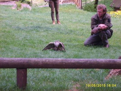 Foto 5 aus dem Album „Besuch der Falknerei 2015“