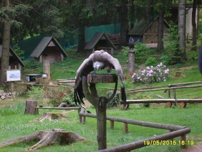 Foto 6 aus dem Album „Besuch der Falknerei 2015“