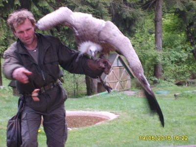 Foto 3 aus dem Album „Besuch der Falknerei 2015“