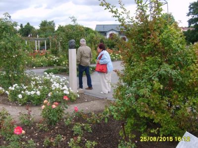 Foto 6 aus dem Album „Fahrt zum Rosengarten in Bad Langensalza 2015“